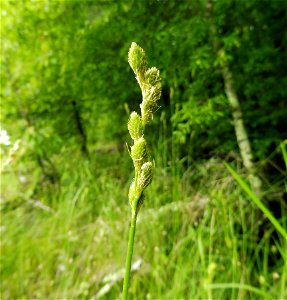 Carex alata, marshy openings at Cedar Hill Swamp, Robertson County, Tennessee.