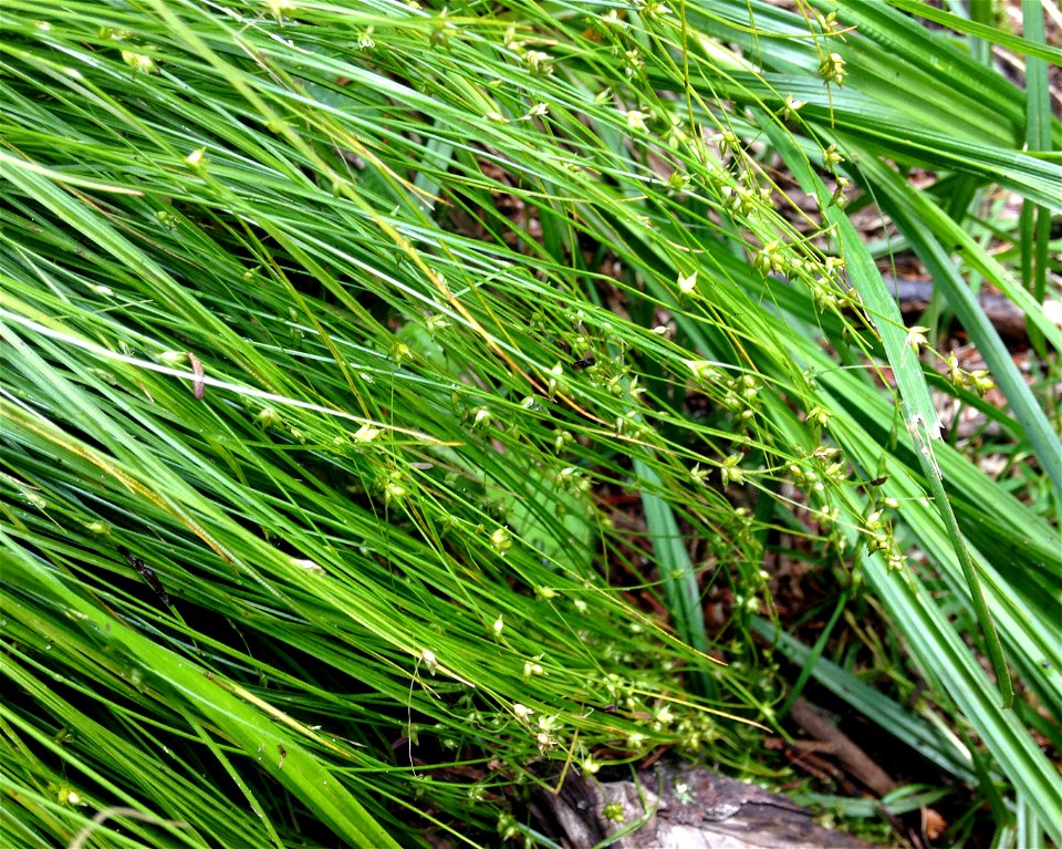 Carex brunnescens var sphaerostachya, spruce-fir forest on trail to Roan High Bluff. Roan Mountain, Mitchell County, North Carolina.