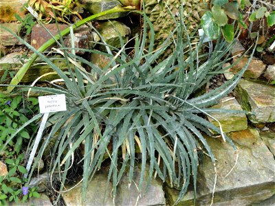 Hechtia podantha specimen in the Botanischer Garten München-Nymphenburg, Munich, Germany.