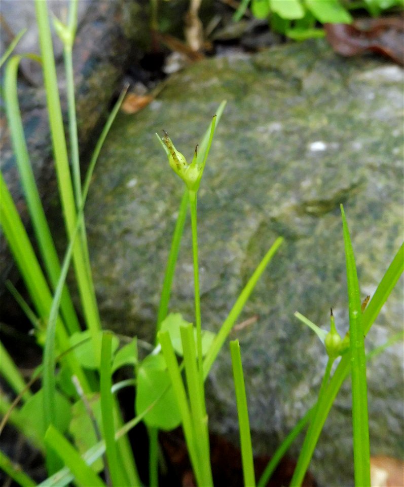 Carex jamesii, growing in along a mesic limestone bluff forest at the West Fork of the Red River at the Clarksville Greenway, Montgomery County, Tennessee.