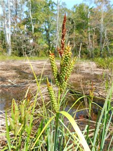 Carex_joorii, growing in standing water of Goose Pond, a Sphagnum-lined karst pond with many prairie elements. Coffee County, Tennessee.