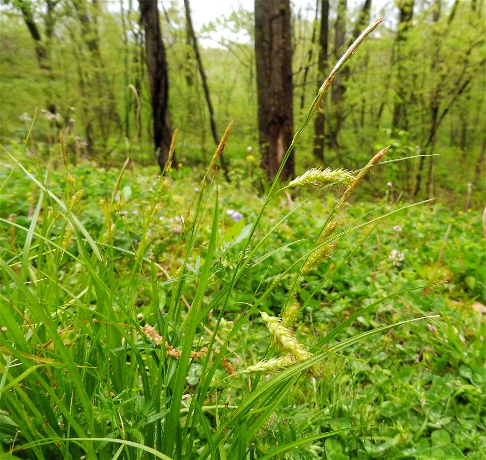 Carex cherokeensis, growing in weedy openings along a limestone bluff forest at the West Fork of the Red River at the Clarksville Greenway, Montgomery County, Tennessee. Rare here, but in a disturbed,