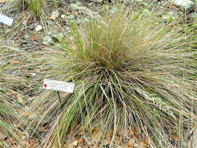 — serpentine reedgrass.
Endemic to serpentine slopes in the northern San Francisco Bay Area.
Specimen in the University of California Botanical Garden, Berkeley, California, U.S.