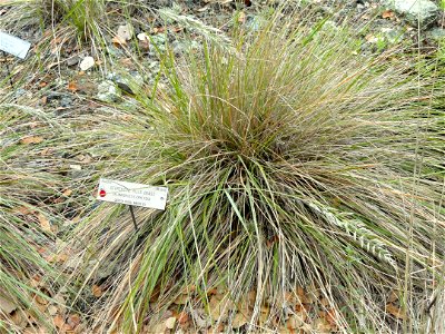 — serpentine reedgrass. Endemic to serpentine slopes in the northern San Francisco Bay Area. Specimen in the University of California Botanical Garden, Berkeley, California, U.S. photo