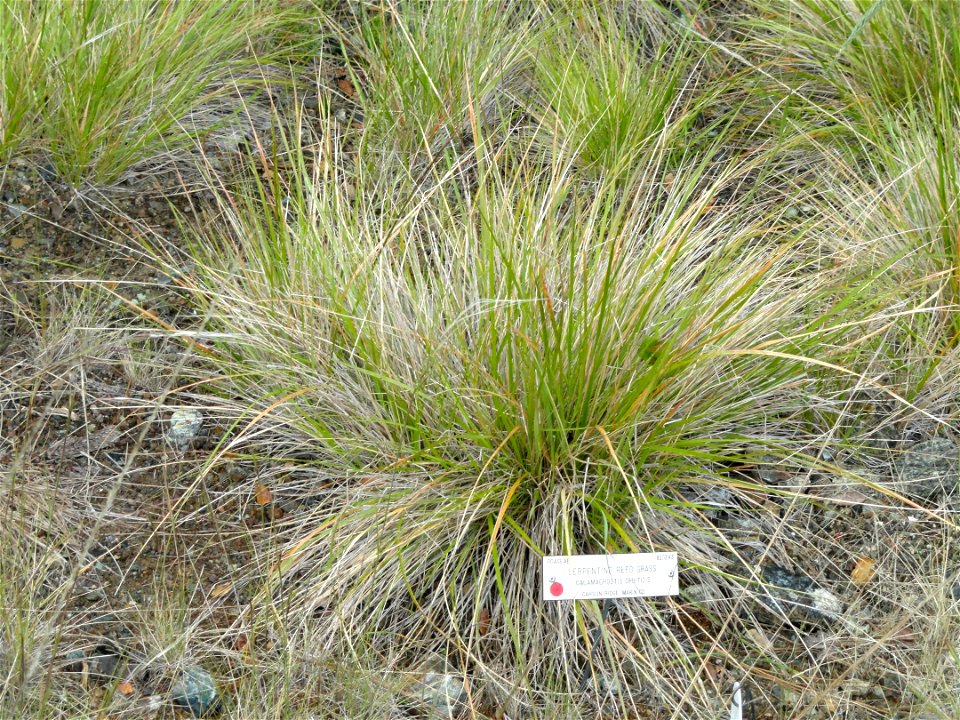 — serpentine reedgrass.
Endemic to serpentine slopes in the northern San Francisco Bay Area.
Specimen in the University of California Botanical Garden, Berkeley, California, U.S.