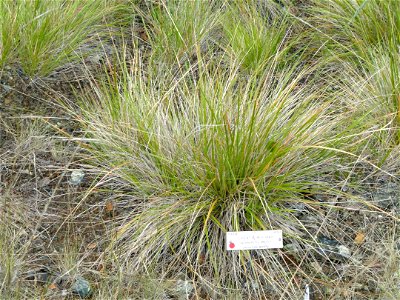 — serpentine reedgrass.
Endemic to serpentine slopes in the northern San Francisco Bay Area.
Specimen in the University of California Botanical Garden, Berkeley, California, U.S.