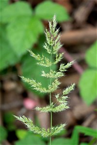 Polypogon interruptus