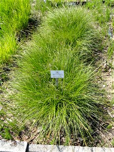 Carex appropinquata specimen in the Botanischer Garten München-Nymphenburg, Munich, Germany.