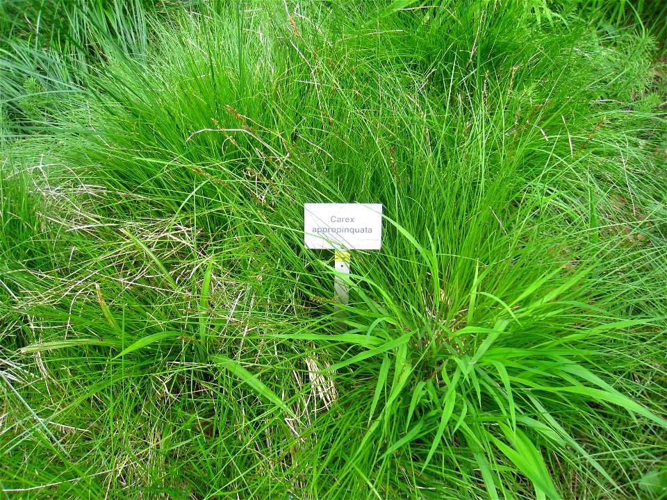 Carex appropinquata specimen, in the Botanischer Garten, Berlin-Dahlem (Berlin Botanical Garden), Berlin, Germany.