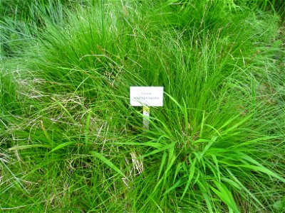 Carex appropinquata specimen, in the Botanischer Garten, Berlin-Dahlem (Berlin Botanical Garden), Berlin, Germany.
