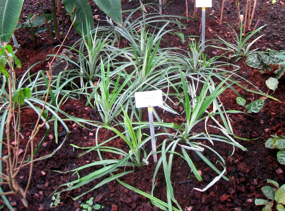 Fosterella robertreadii specimen in the Botanischer Garten, Berlin-Dahlem (Berlin Botanical Garden), Berlin, Germany.