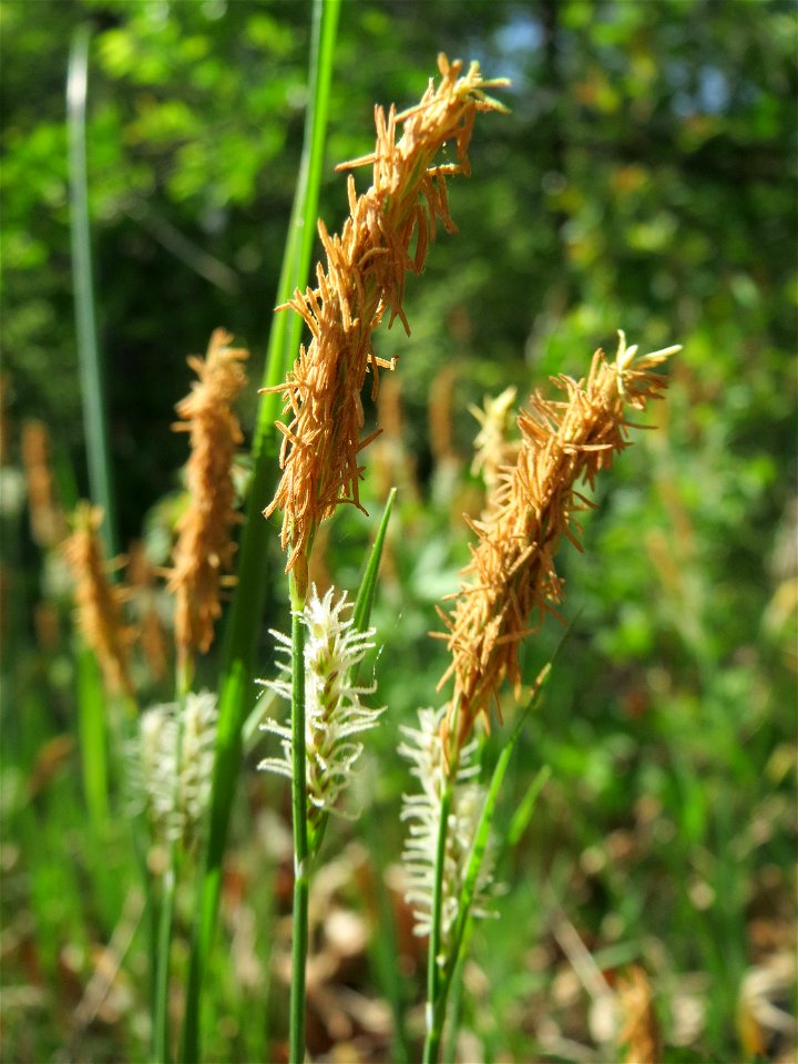 Sparrige Segge (Carex muricata) im Schwetzinger Hardt