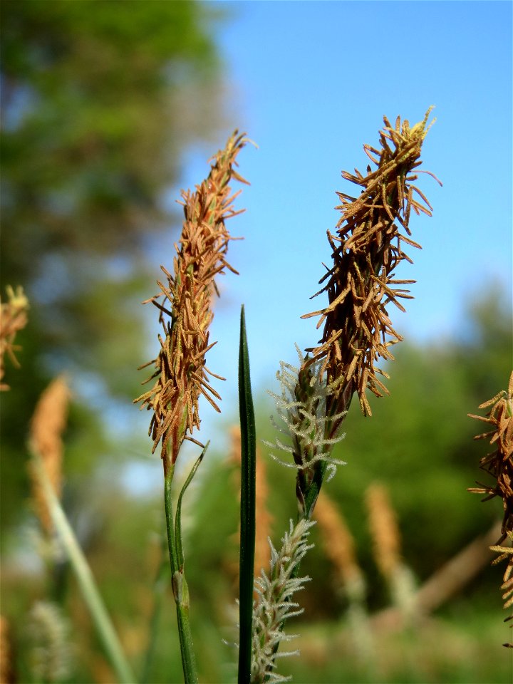 Sparrige Segge (Carex muricata) im Schwetzinger Hardt