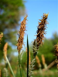 Sparrige Segge (Carex muricata) im Schwetzinger Hardt