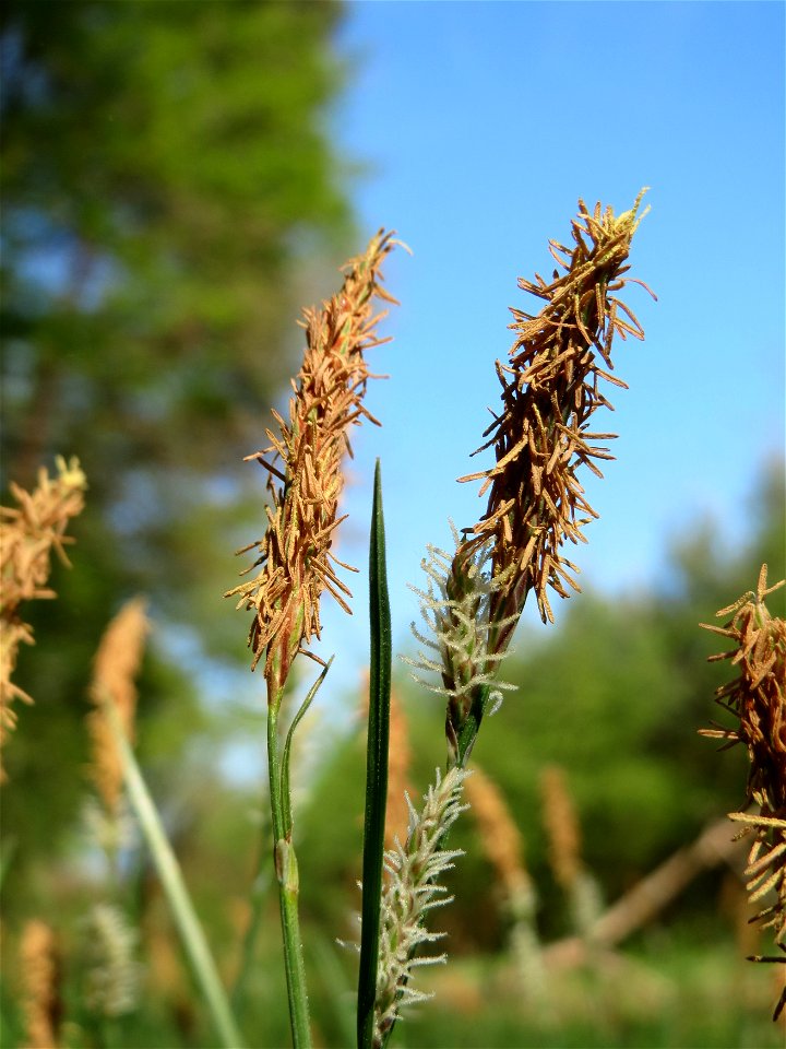 Sparrige Segge (Carex muricata) im Schwetzinger Hardt