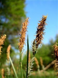 Sparrige Segge (Carex muricata) im Schwetzinger Hardt