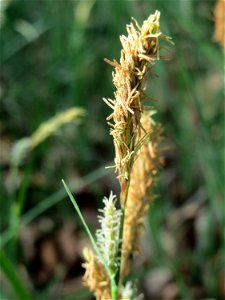 Sparrige Segge (Carex muricata) im Schwetzinger Hardt