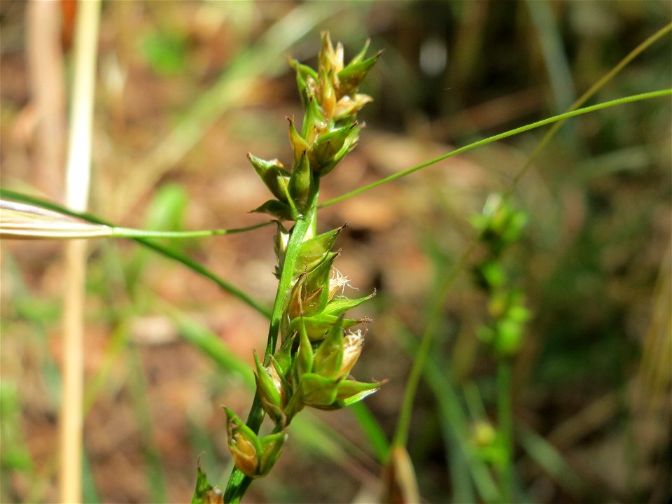 Sparrige Segge (Carex muricata) im Schwetzinger Hardt