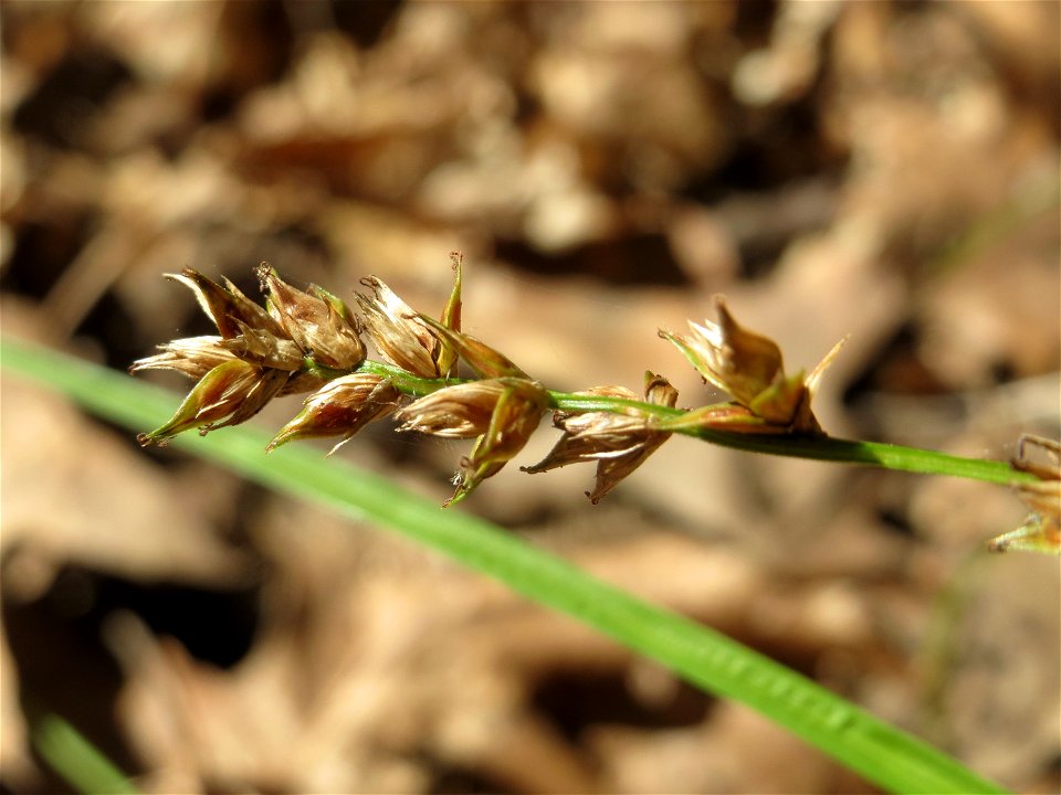 Sparrige Segge (Carex muricata) im Schwetzinger Hardt