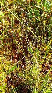 Carex pauciflora photo
