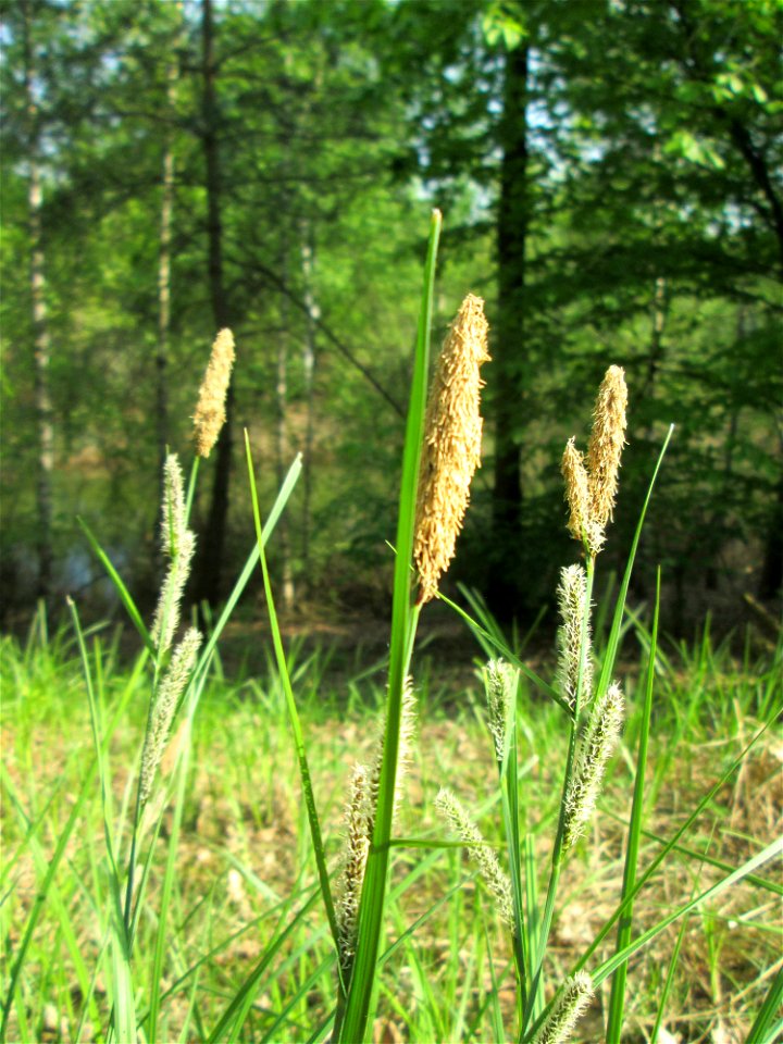 Sparrige Segge (Carex muricata) ? in der Schwetzinger Hardt