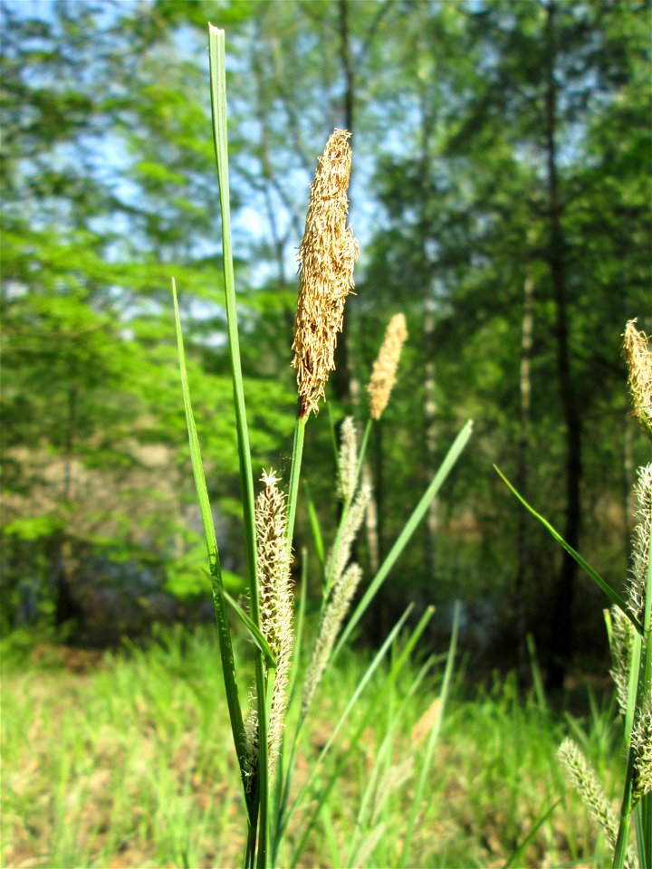 Sparrige Segge (Carex muricata) ? in der Schwetzinger Hardt