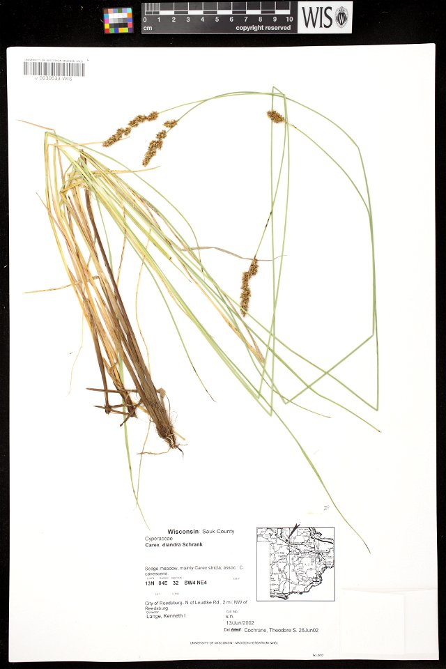 Carex diandra ligula