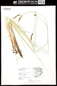 Carex diandra ligula