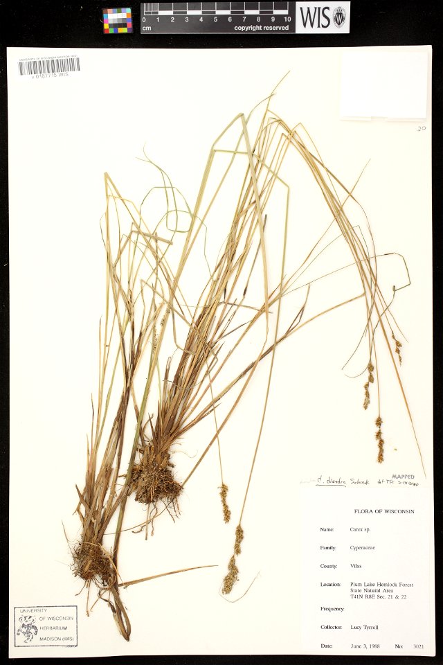 Carex diandra ligula