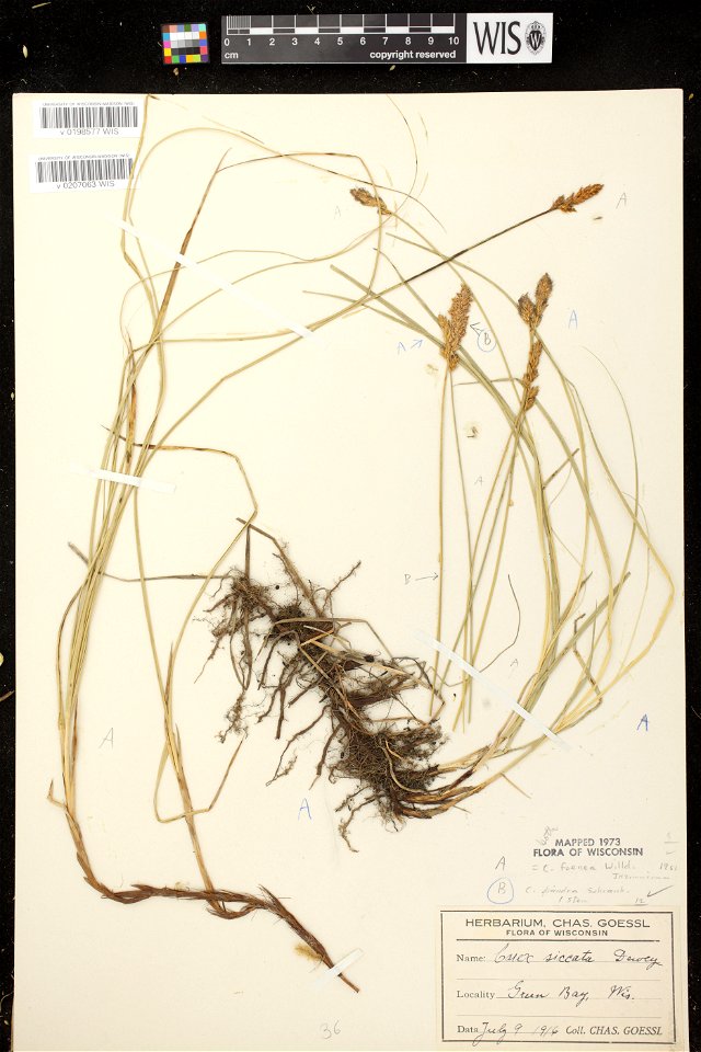 Carex diandra ligula