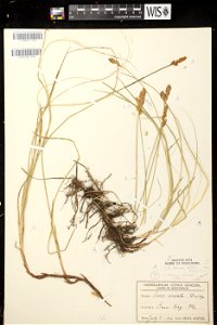 Carex diandra ligula