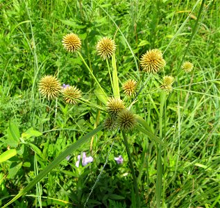 Cyperus echinatus, found in Baker Prairie, Logan County, Kentucky.