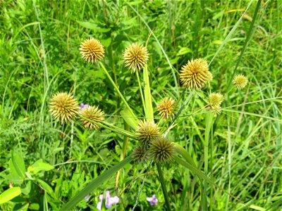 Cyperus echinatus, found in Baker Prairie, Logan County, Kentucky.