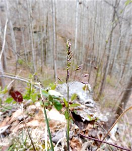Poa cuspidata, on forested limestone bluffs around Wind Cave, Jackson County, Kentucky.