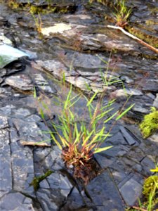 Dichanthelium lindheimeri, seepy bedrock riverscour openings where Highway 278 crosses Baker Creek, Howard County, Arkansas. An herbarium specimen of this individual plant is available at the Austin P