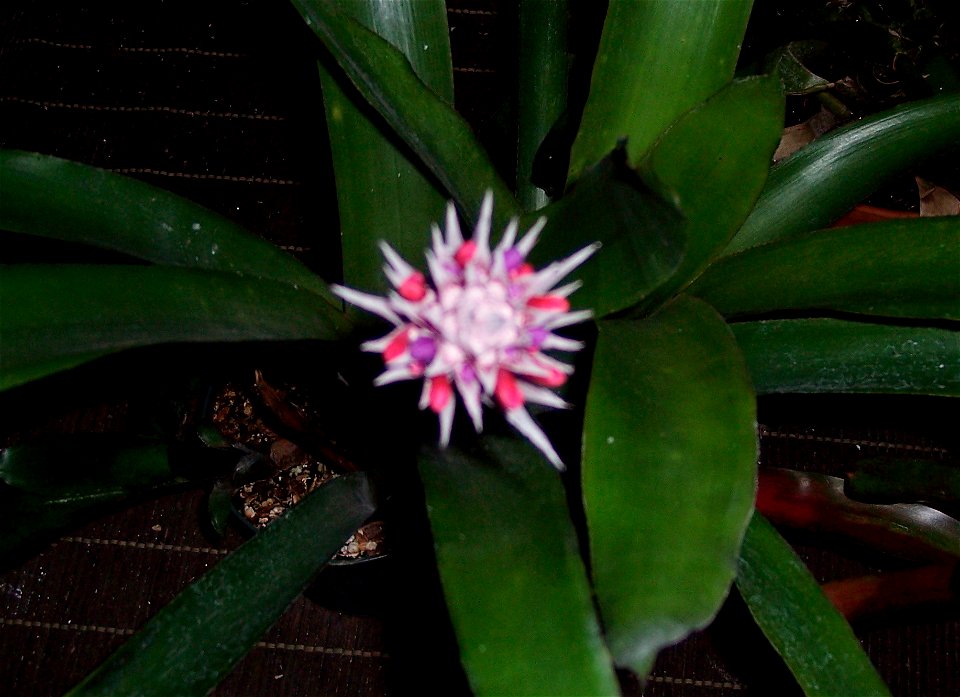 Aechmea dealbata
