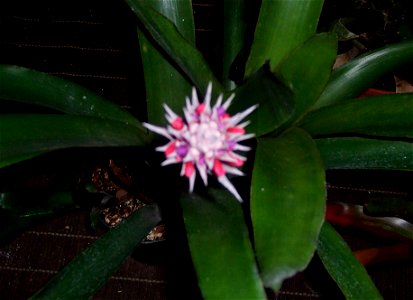 Aechmea dealbata photo