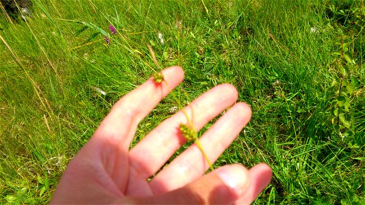 Ängsstarr Carex hostiana