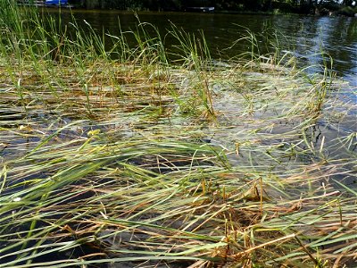 Glyceria borealis (boreal mannagrass) - Highway 11, Rainy River, Ontario, Canada