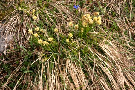Carex sempervirens photo