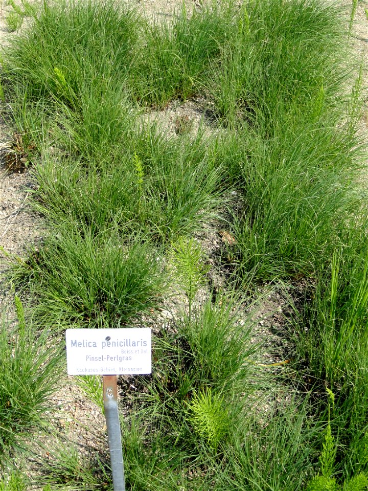 Melica penicillaris specimen in the Botanischer Garten München-Nymphenburg, Munich, Germany.