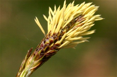 Carex sempervirens photo