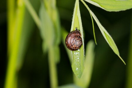 Garden evertebrat insect