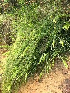 Festuca petraea in bloom (Ponta do Queimado, Serreta, Azores).