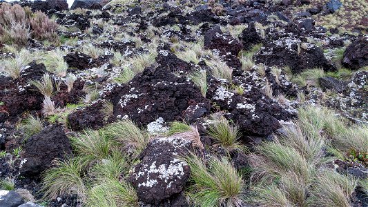 Festuca petraea in Ponta da Ferraria, São Miguel, Azores photo