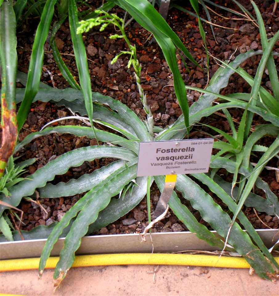 Fosterella vasquezii specimen in the Botanischer Garten, Berlin-Dahlem (Berlin Botanical Garden), Berlin, Germany.