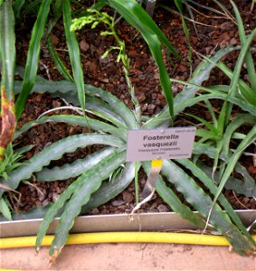 Fosterella vasquezii specimen in the Botanischer Garten, Berlin-Dahlem (Berlin Botanical Garden), Berlin, Germany. photo