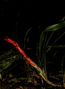 Inset B from File:Contributions from the United States National Herbarium (2006) (20688682805).jpg (134 Checklist of the Mache-Chindul Mtns.), Pitcairnia clarkii
