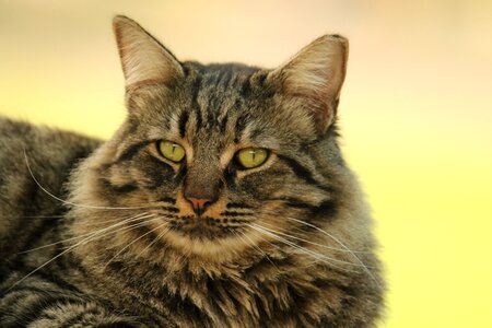 Portrait fur outdoors