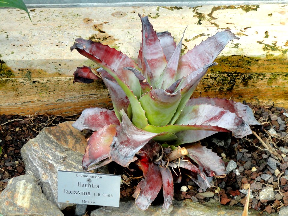 Hechtia laxissima specimen in the Botanischer Garten München-Nymphenburg, Munich, Germany.